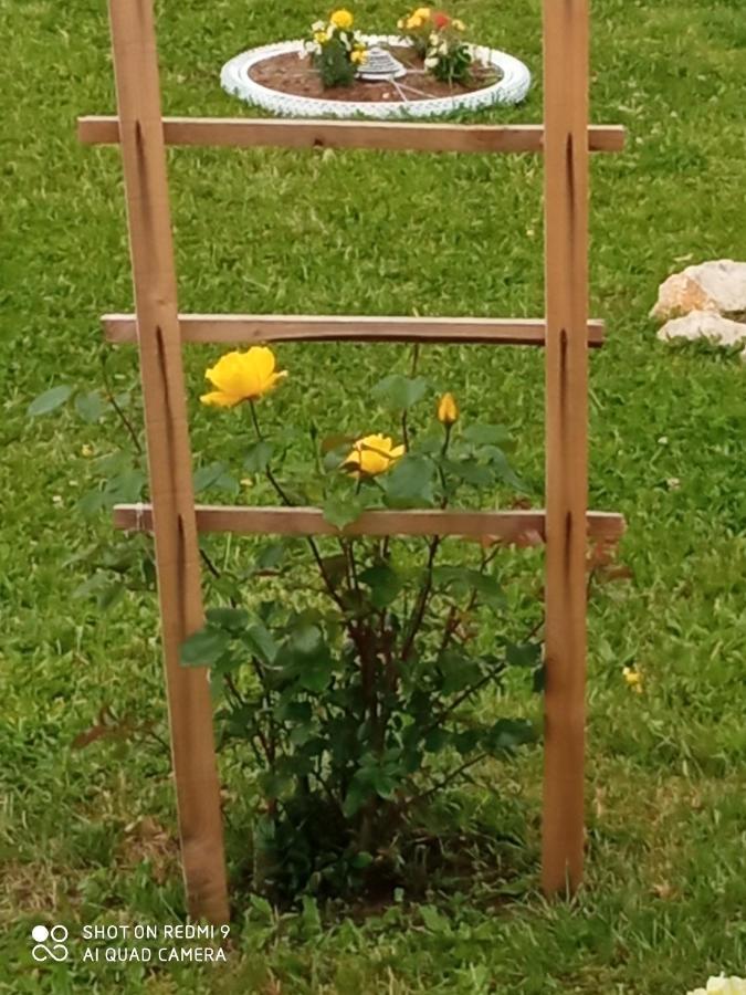 Yellow Rose Rakovica Kültér fotó