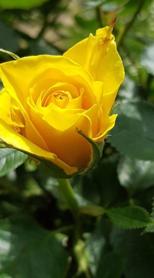 Yellow Rose Rakovica Kültér fotó